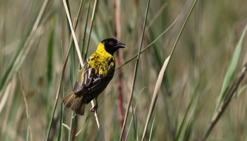 Village_weaver_Ploceus_cucullatus_at_Lake_Chivero_Harare_Zimbabwe_21808954060-768x512