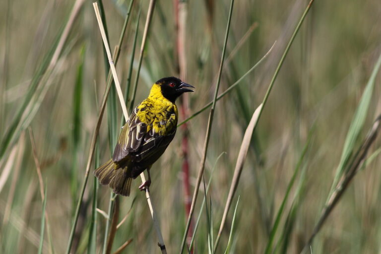 Village_weaver_Ploceus_cucullatus_at_Lake_Chivero_Harare_Zimbabwe_21808954060-768x512