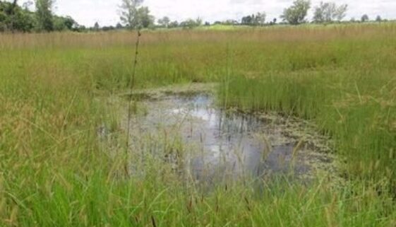 wetland