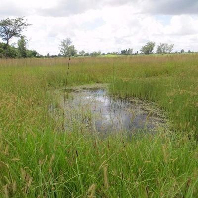 wetland